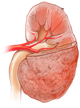 CirclesX Healthy Kidney Foodie Body Bioinformatics