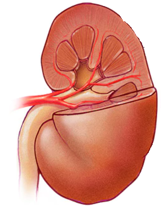 CirclesX Healthy Kidney Foodie Body Bioinformatics